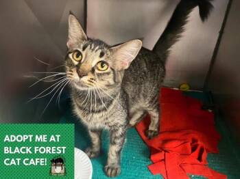 ISABELLE -  Domestic Medium Hair Cat for Adoption in Fort Wayne, Indiana - ISABELLE | PetCurious