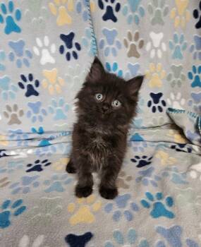 Biggie -  Domestic Short Hair Cat for Adoption in Wabash, Indiana - Biggie | PetCurious