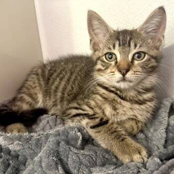 ALEX CONDON -  Domestic Short Hair Cat for Adoption in Fernandina Beach, Florida - ALEX CONDON | PetCurious