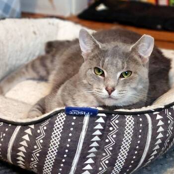 Domestic Short Hair Cats Available for Adoption - Patrick | PetCurious