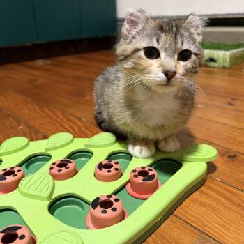 Domestic Short Hair Cats Available for Adoption in Cooperstown, New York - Adrianna | PetCurious