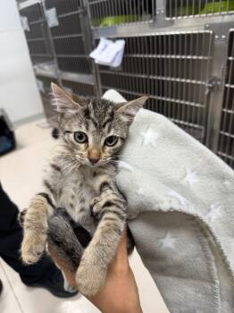 Rescue Domestic Medium Hair Cats for Adoption in Belton, Texas - Stuffing | PetCurious