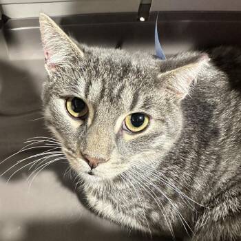 Domestic Short Hair Cats Available for Adoption in Tampa, Florida - Semi (Simba) | PetCurious