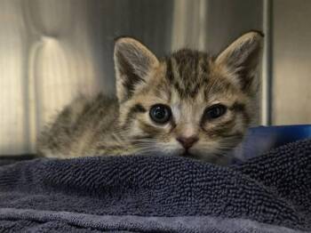 BEA -  Domestic Short Hair Cat for Adoption in Martinez, California - BEA | PetCurious