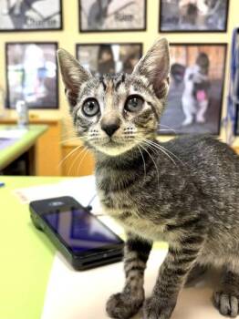 RuPawl -  Domestic Short Hair Cat for Adoption in New Orleans, Louisiana - RuPawl | PetCurious