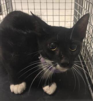 A429878 -  Domestic Short Hair Cat for Adoption in Conroe, Texas - A429878 | PetCurious