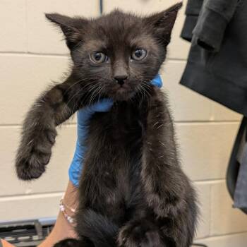 Mojito -  Domestic Short Hair Cat for Adoption in South Burlington, Vermont - Mojito | PetCurious