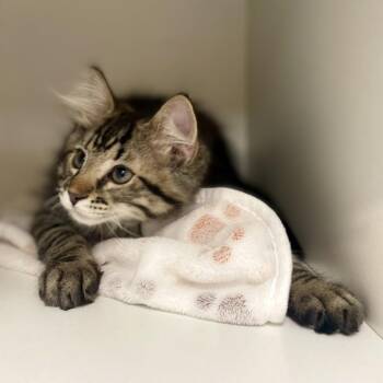 Hershey -  Domestic Medium Hair Cat for Adoption in Champaign, Illinois - Hershey | PetCurious