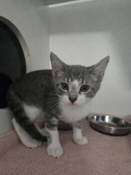Purrshonda -  Domestic Short Hair Cat for Adoption in Savannah, Georgia - Purrshonda | PetCurious