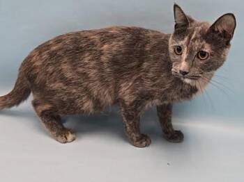 Pudding -  Domestic Short Hair Cat for Adoption in Minneapolis, Minnesota - Pudding | PetCurious
