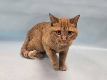 Genny -  Domestic Short Hair Cat for Adoption in Minneapolis, Minnesota - Genny | PetCurious