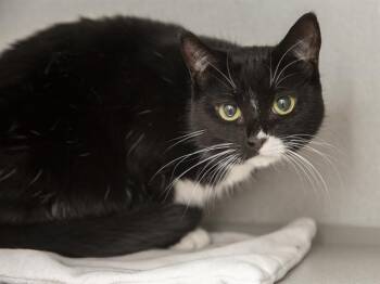 Domestic Short Hair Cats Available for Adoption - BABY | PetCurious