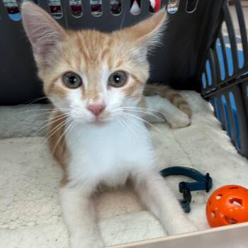 Dreamsicle (FKA Orange) -  Domestic Short Hair Cat for Adoption in Midland, Texas - Dreamsicle (FKA Orange) | PetCurious