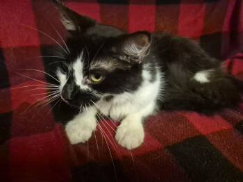 Domestic Medium Hair Cats Available for Adoption in Oviedo, Florida - Jessie | PetCurious
