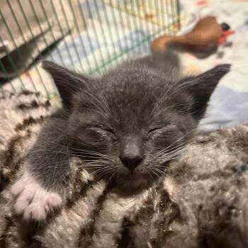 Domestic Short Hair Cats Available for Adoption in Los Angeles, California - Leo | PetCurious