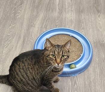 Domestic Short Hair Cats Available for Adoption - Daredevil | PetCurious