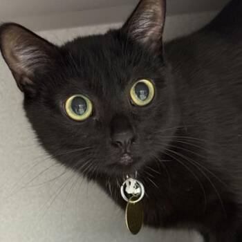 Katydid -  Domestic Short Hair Cat for Adoption in Lansing, Michigan - Katydid | PetCurious