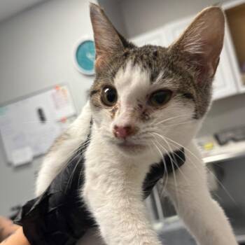 Villa -  Domestic Short Hair Cat for Adoption in Greenville, South Carolina - Villa | PetCurious