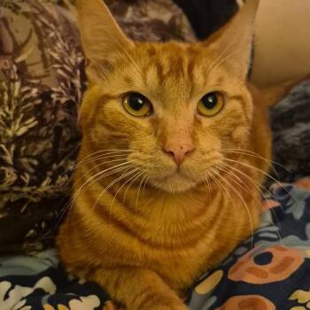 Mufasa -  Domestic Short Hair Cat for Adoption in Ferndale, Washington - Mufasa | PetCurious