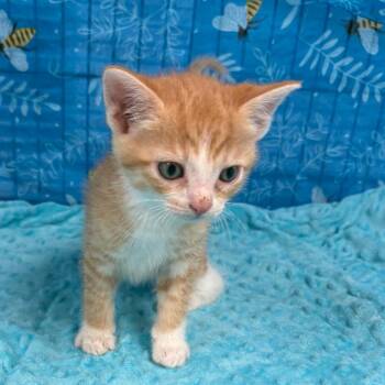 Sunny -  American Shorthair Cat for Adoption in Greenfield, Indiana - Sunny | PetCurious