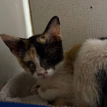 Rescue Domestic Short Hair Cats for Adoption in Yuma, Arizona - Connie | PetCurious