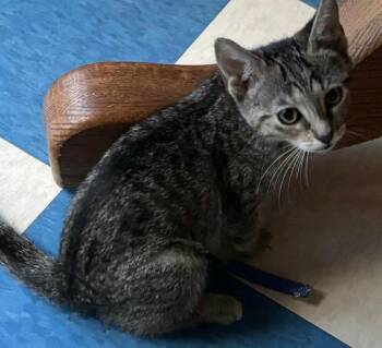 Izzy -  Domestic Short Hair Cat for Adoption in Chicago, Illinois - Izzy | PetCurious