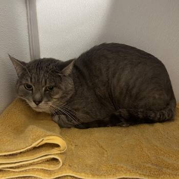 Gustav -  Domestic Short Hair Cat for Adoption in Binghamton, New York - Gustav | PetCurious