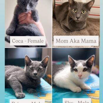 Russian Blue Kittens & mom -  Russian Blue Cat for Adoption in Brampton, Ontario - Russian Blue Kittens & Mom | PetCurious