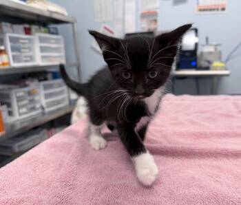 Half Moon Cookie -  Domestic Short Hair Cat for Adoption in Raleigh, North Carolina - Half Moon Cookie | PetCurious