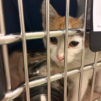 Spoon -  Domestic Short Hair Cat for Adoption in Council Bluffs, Iowa - Spoon | PetCurious