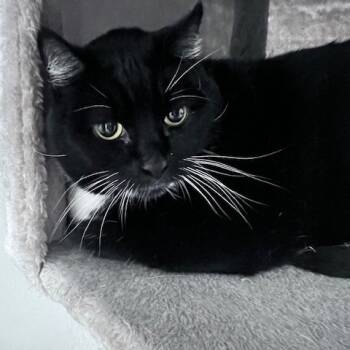 Rescue Domestic Short Hair Cats for Adoption in Long Beach, California - Twitch | PetCurious