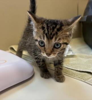 Trumpet -  Domestic Short Hair Cat for Adoption in Fishers, Indiana - Trumpet | PetCurious