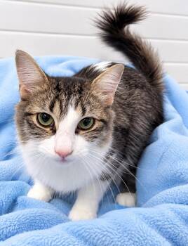 Rosie (Momma) -  Domestic Short Hair Cat for Adoption in Lagrange, Indiana - Rosie (Momma) | PetCurious