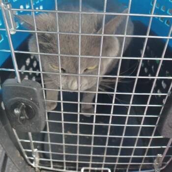 American Shorthair Cats Available for Adoption in Greensboro, North Carolina - Cherry | PetCurious