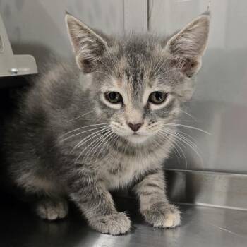 Twinkle -  Domestic Short Hair Cat for Adoption in Washburn, Missouri - Twinkle | PetCurious