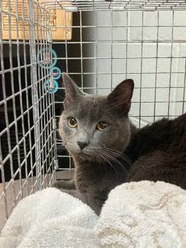 Domestic Short Hair Cats Available for Adoption - SLATE | PetCurious