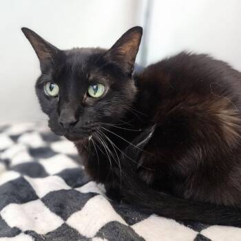 Domestic Short Hair Cats Available for Adoption in Lakewood, Colorado - Krystyna | PetCurious