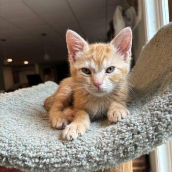 Butterscotch -  Domestic Short Hair Cat for Adoption in Kenosha, Wisconsin - Butterscotch | PetCurious