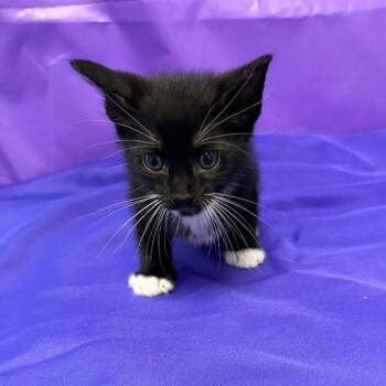 Icarus -  Domestic Medium Hair Cat Available for Adoption in North Myrtle Beach, South Carolina - Icarus | PetCurious