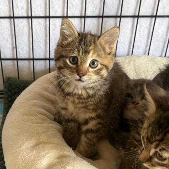 Domestic Short Hair Cats Available for Adoption in Kansas City, Missouri - Sam | PetCurious