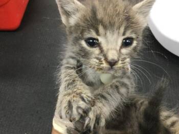 POPPY -  Domestic Short Hair Cat for Adoption in Thousand Palms, California - POPPY | PetCurious