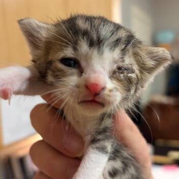 Sport -  Domestic Short Hair Cat for Adoption in Chattanooga, Tennessee - Sport | PetCurious
