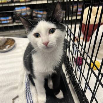 Rescue Domestic Short Hair Cats for Adoption in Berkeley Heights, New Jersey - Panda | PetCurious