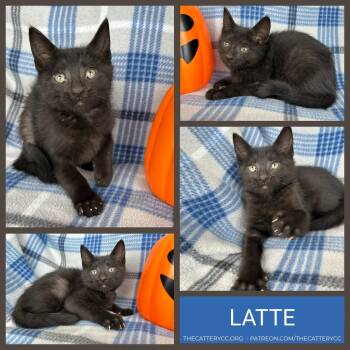 Latte -  Domestic Short Hair Cat for Adoption in Corpus Christi, Texas - Latte | PetCurious