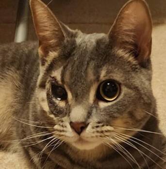 Noodles -  Domestic Short Hair Cat for Adoption in Verona, Wisconsin - Noodles | PetCurious