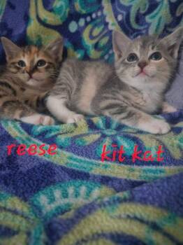 Kit Kat -  Domestic Short Hair Cat for Adoption in Chalfont, Pennsylvania - Kit Kat | PetCurious