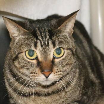 Domestic Short Hair Cats Available for Adoption in Pasadena, California - Griffon | PetCurious