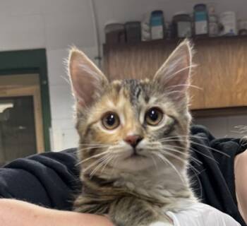 Rescue Domestic Short Hair Cats for Adoption in Anderson, Indiana - Kiki | PetCurious