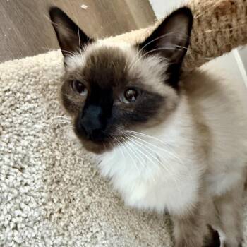 Natasha Romanoff -  Siamese and Domestic Medium Hair Cat for Adoption in Glendale, Arizona - Natasha Romanoff | PetCurious
