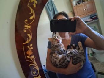 Pounce - TN -  Bengal Cat Available for Adoption in Goose Creek, Kentucky - Pounce - TN | PetCurious